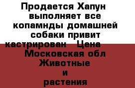 Продается Хапун, выполняет все копамнды домашней собаки,привит,кастрирован › Цена ­ 500 - Московская обл. Животные и растения » Собаки   